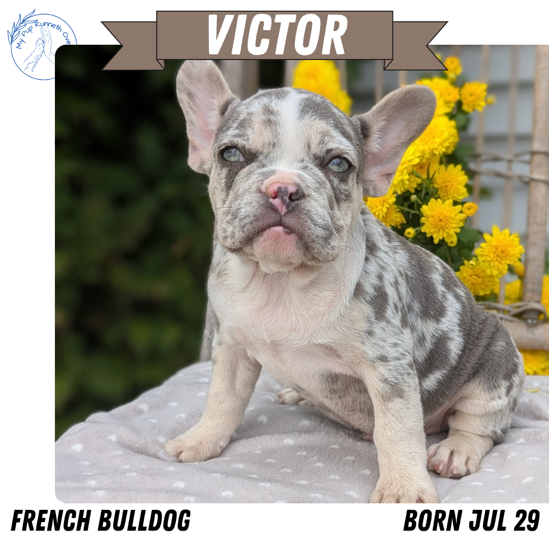 FRENCH BULLDOG (07/29) MALE