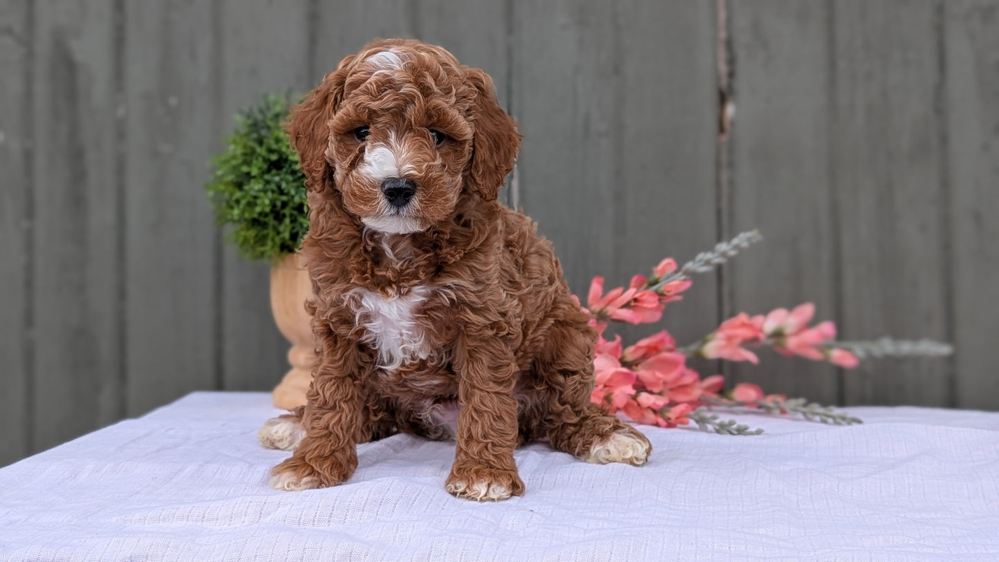 MINI POODLE (MAY 08) MALES