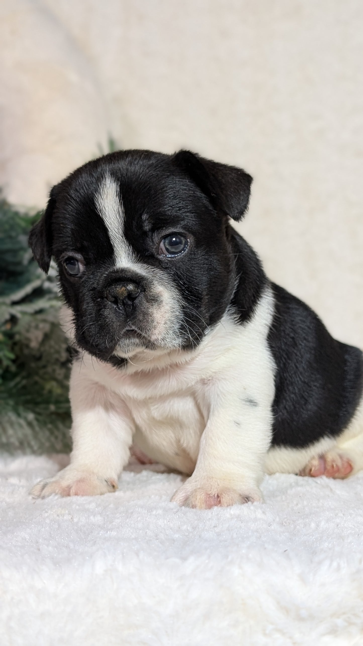 FRENCH BULLDOG (OCT 08) MALES