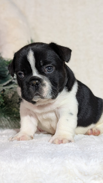 FRENCH BULLDOG (OCT 08) MALES
