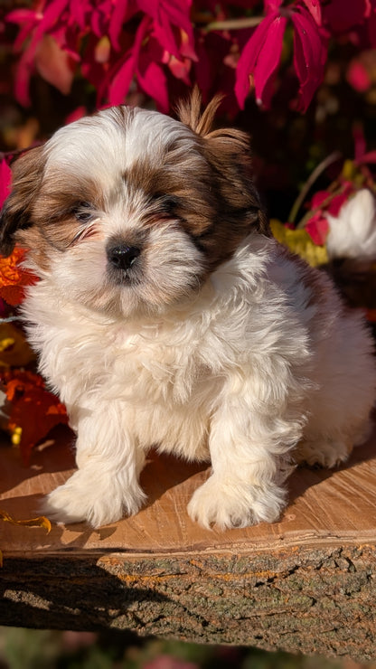 SHIH TZU (09/03) MALE