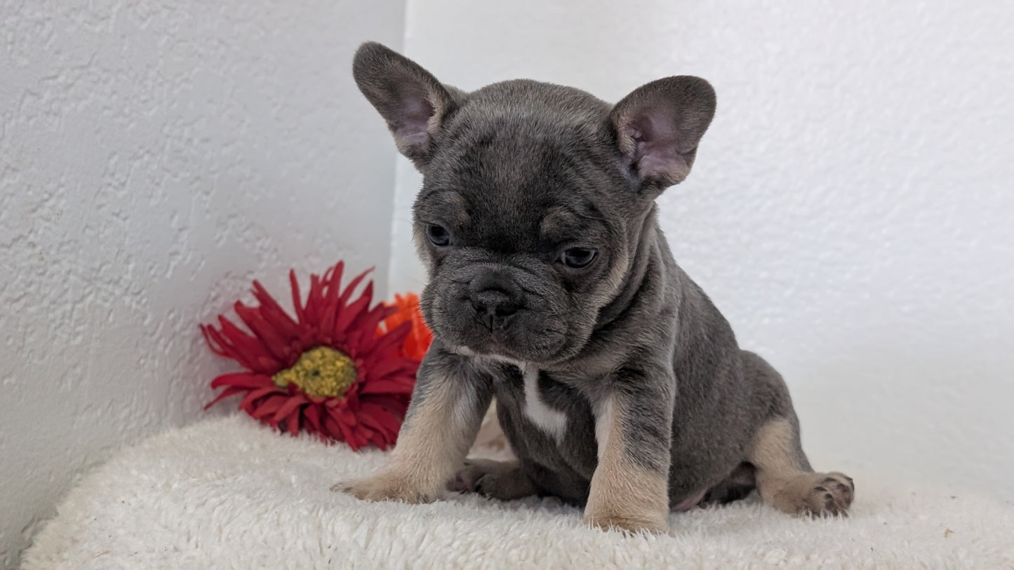 FRENCH BULLDOG (FEB 21) MALES