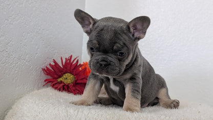 FRENCH BULLDOG (FEB 21) MALES