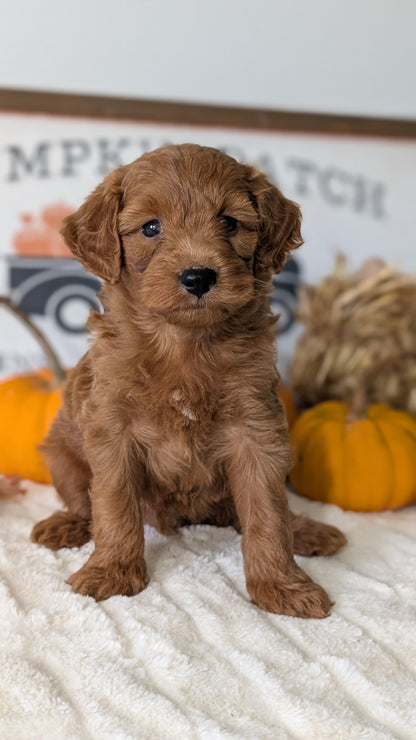 MINI GOLDENDOODLE (AUG 13) 6 MALES/3 FEMALES