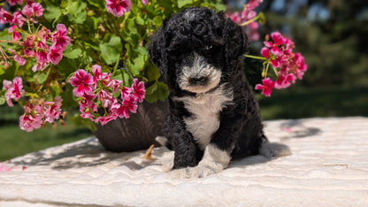 MINI BERNEDOODLE (06/11) FEMALE