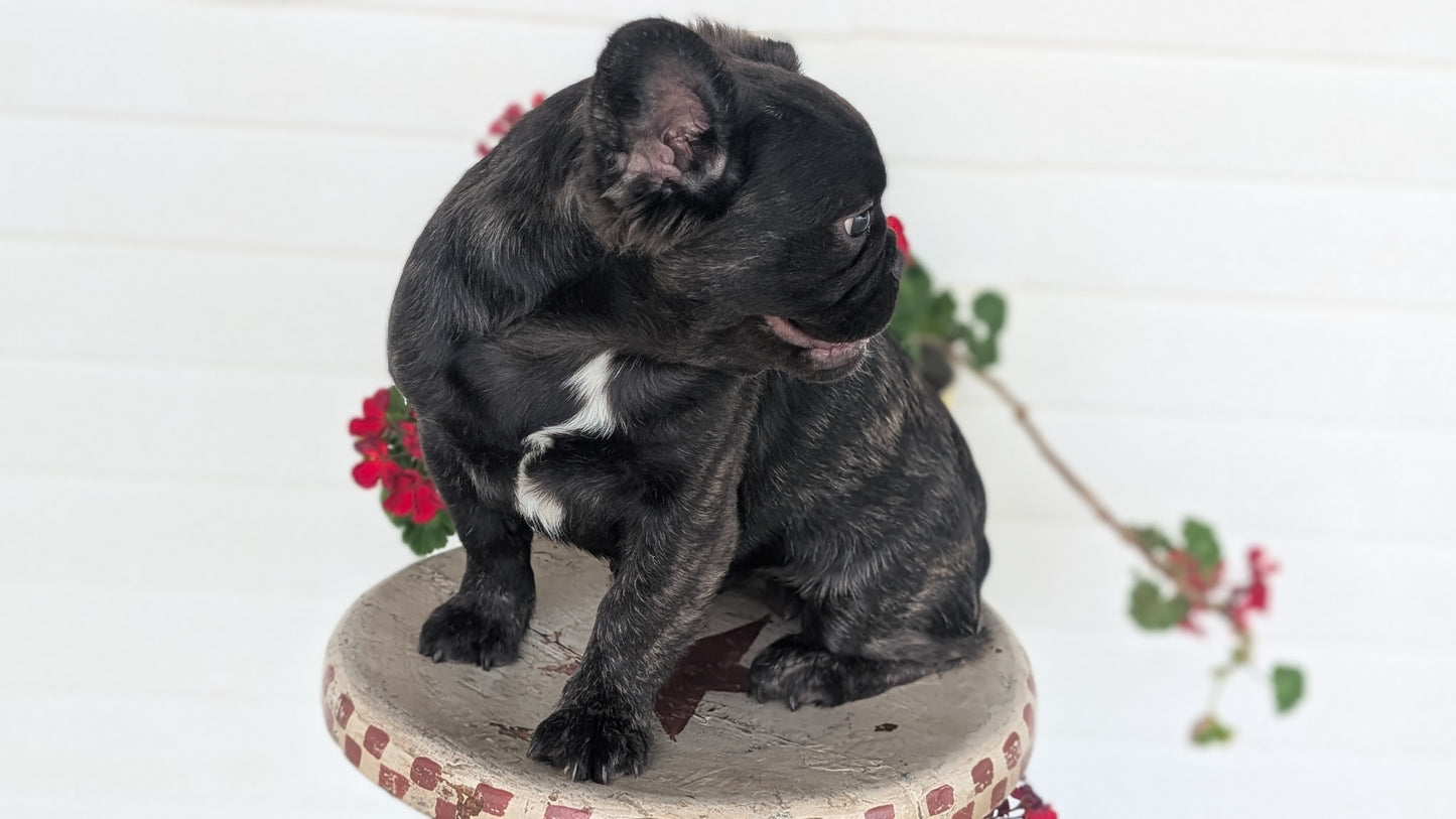 FRENCH BULLDOG (MAR 09) FEMALES