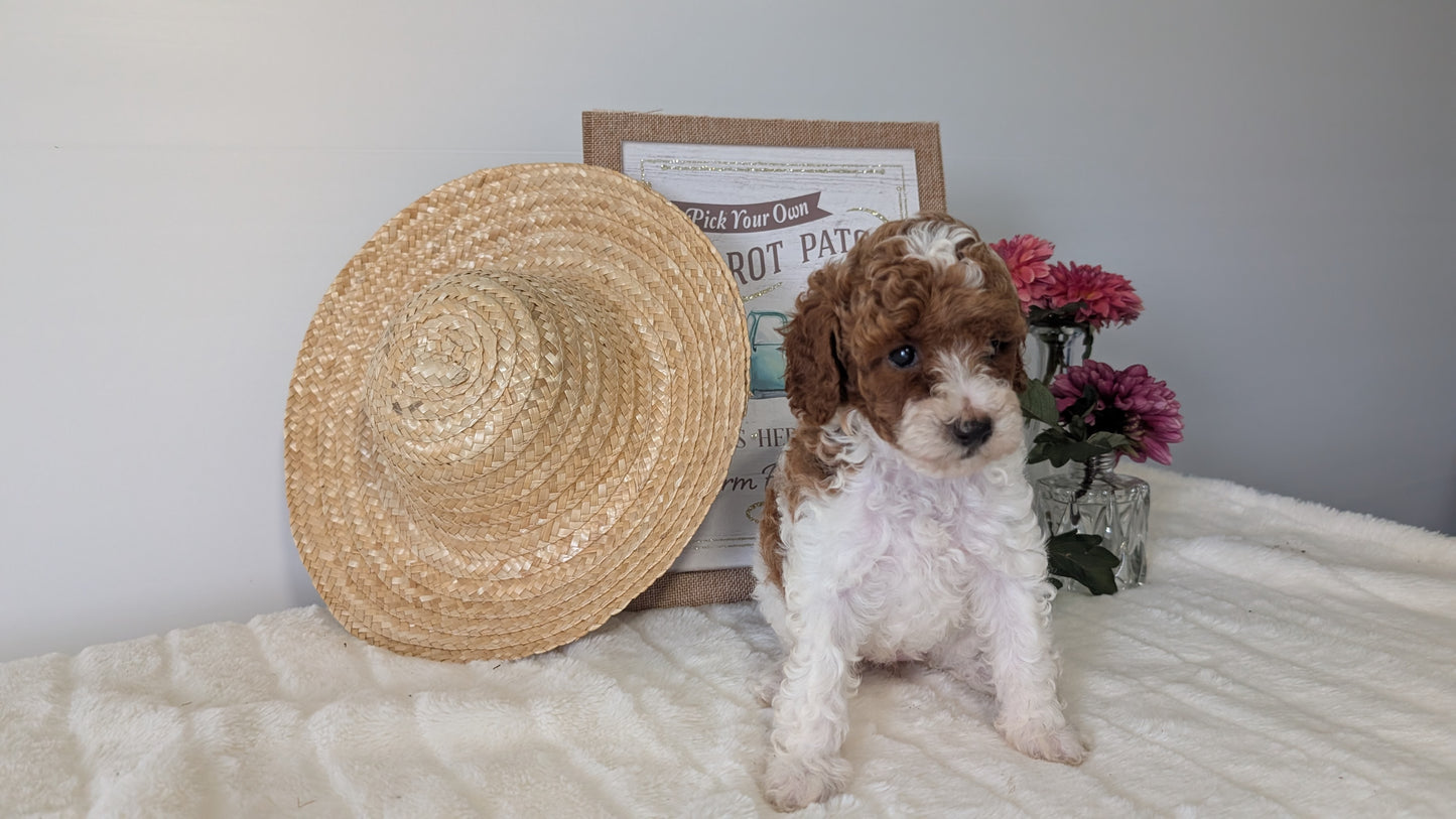 MINI POODLE (06/29) FEMALE