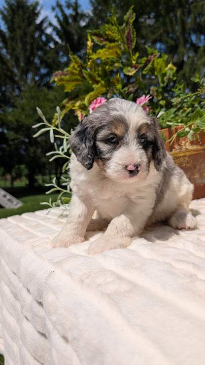 MINI BERNEDOODLE (06/11) MALE