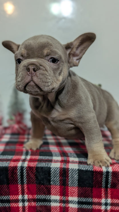 FRENCH BULLDOG (OCT 03) MALES