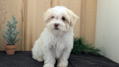 HAVANESE (09/13) FEMALE