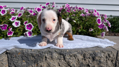 MINI DACHSHUND (08/19) FEMALE