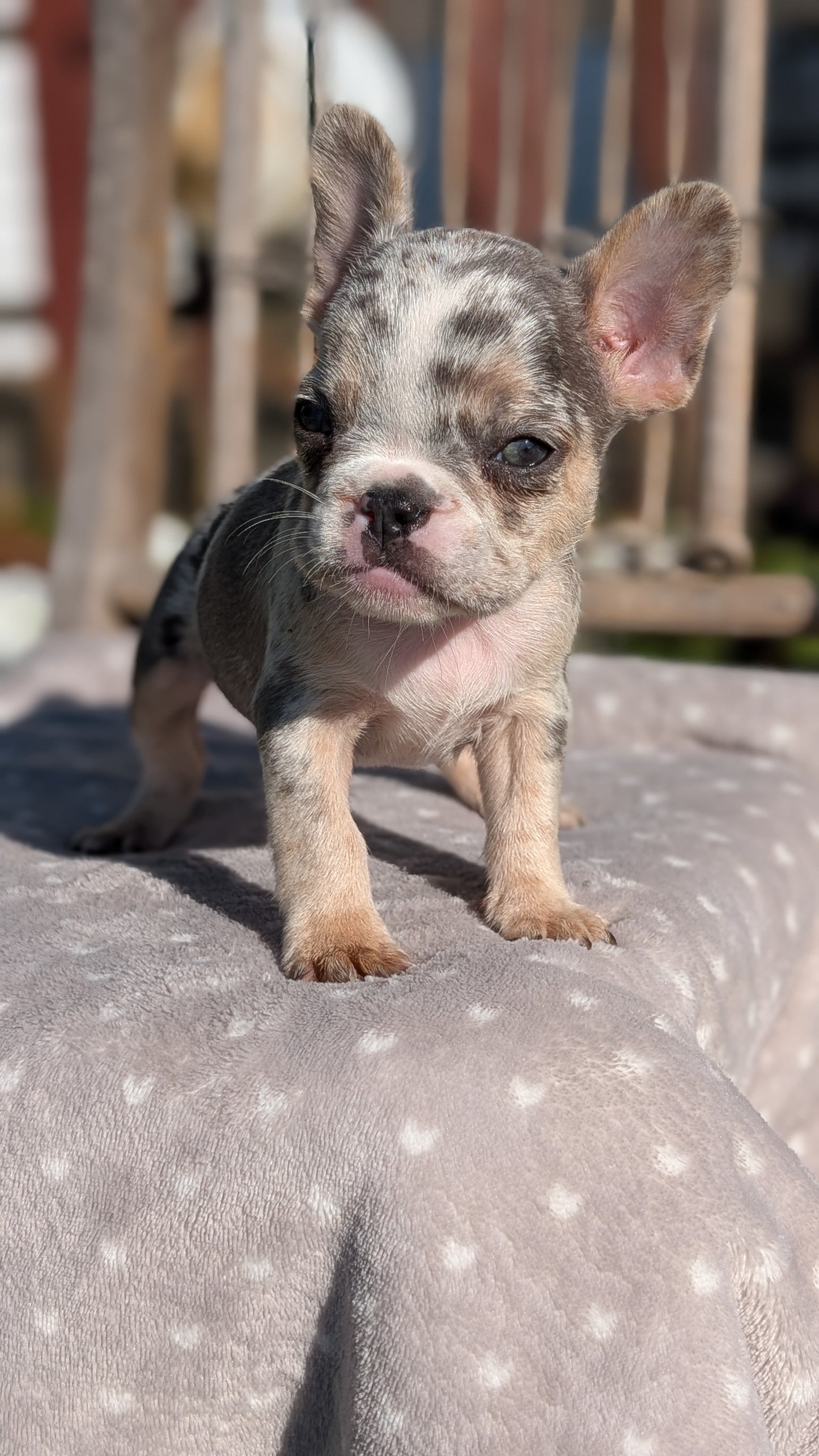 FRENCH BULLDOG (07/29) FEMALE