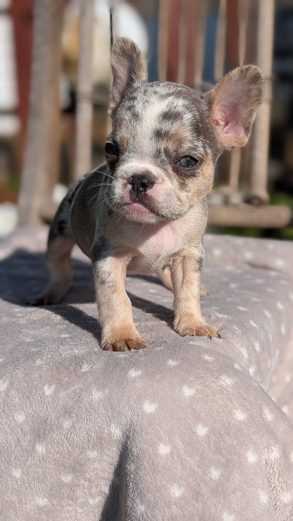 FRENCH BULLDOG (07/29) FEMALE