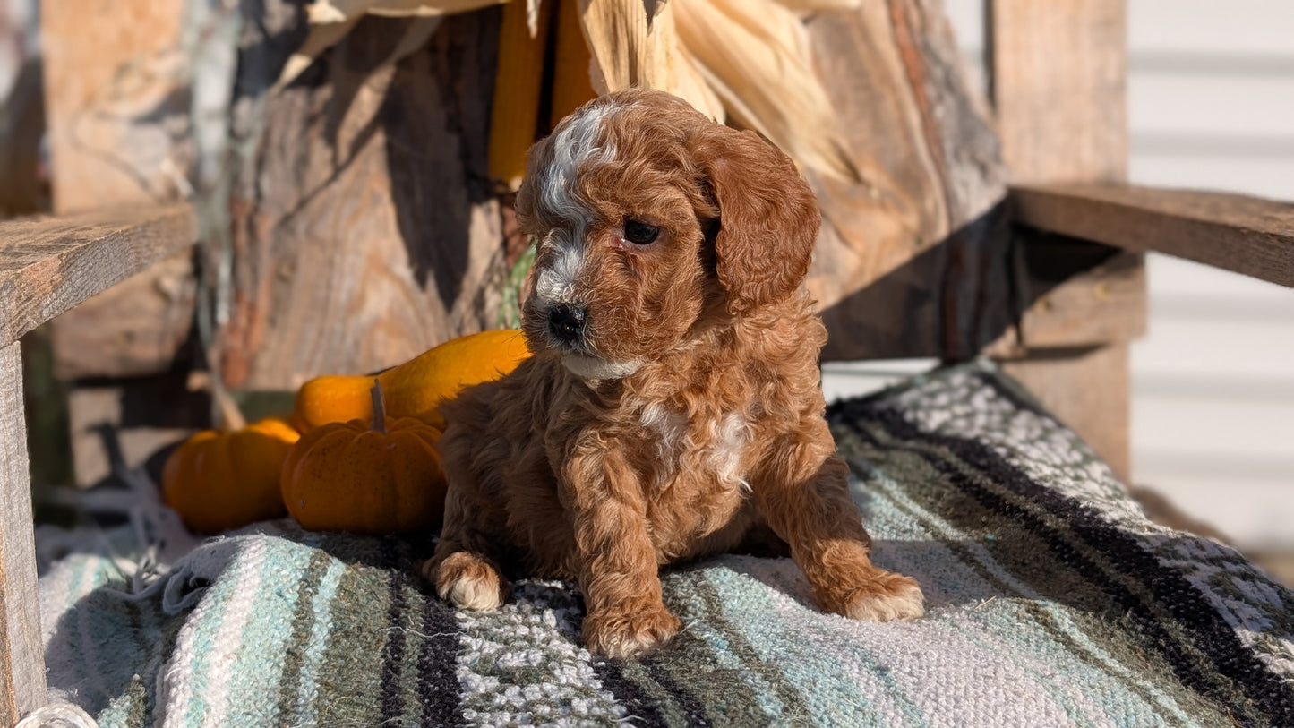 CAVAPOO (OCT 02) MALES