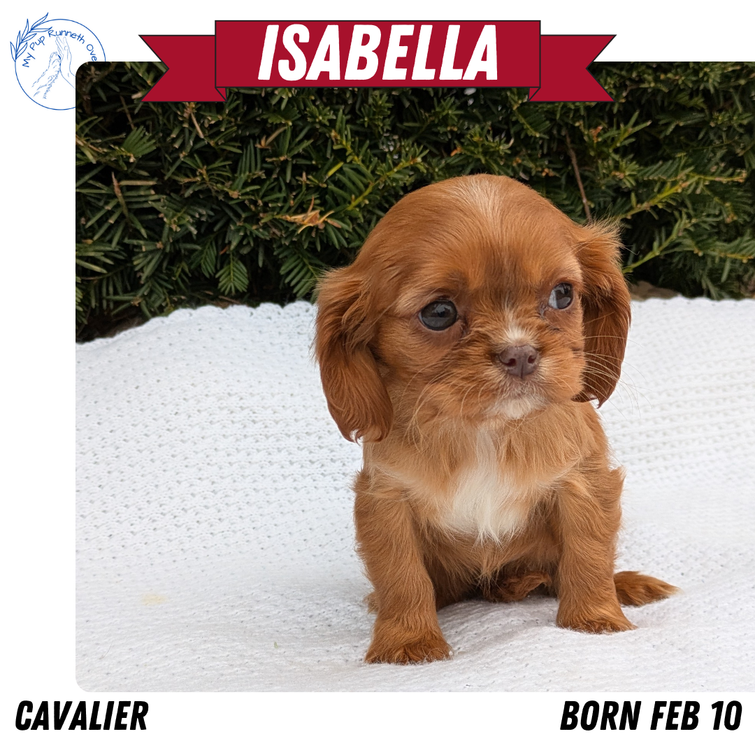 CAVALIER (02/10) FEMALE