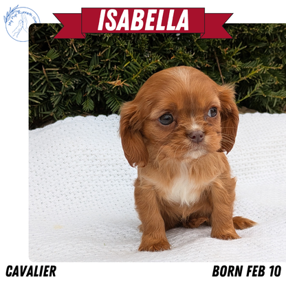 CAVALIER (02/10) FEMALE