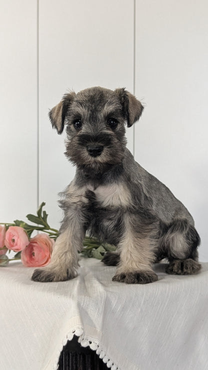MINI SCHNAUZER (JAN 14) FEMALES