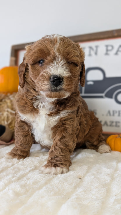 MINI GOLDENDOODLE (09/21) MALE