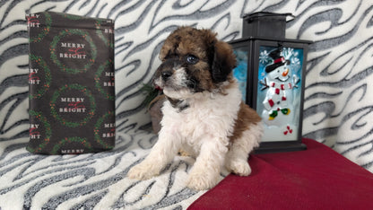 MINI LABRADOODLE (OCT 20) FEMALES