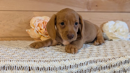 MINI DACHSHUND (JUL 30) 4 MALES/1 FEMALE