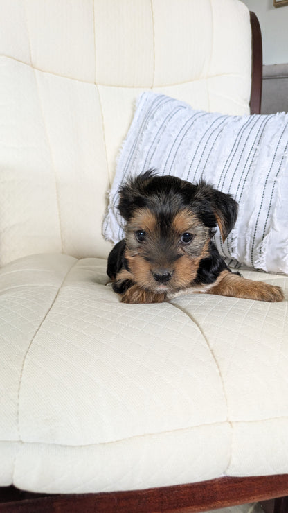 YORKSHIRE TERRIER (02/25) FEMALE