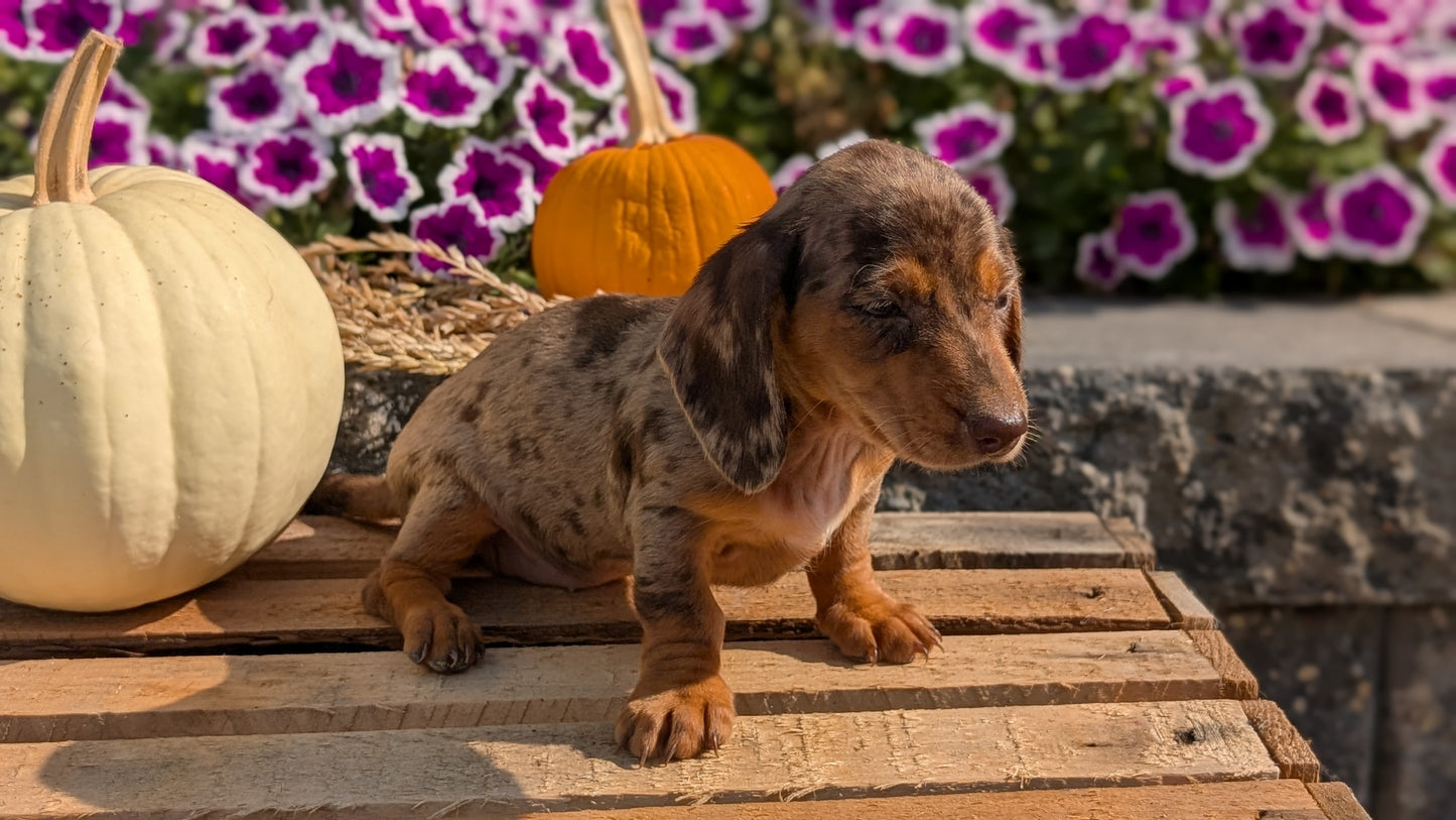 MINI DACHSHUND (08/19) FEMALE
