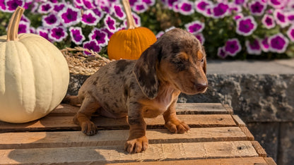 MINI DACHSHUND (08/19) FEMALE