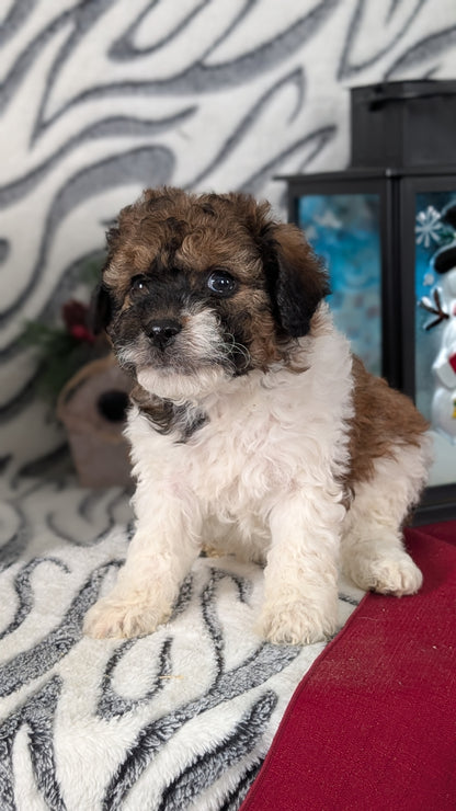 MINI LABRADOODLE (OCT 20) FEMALES