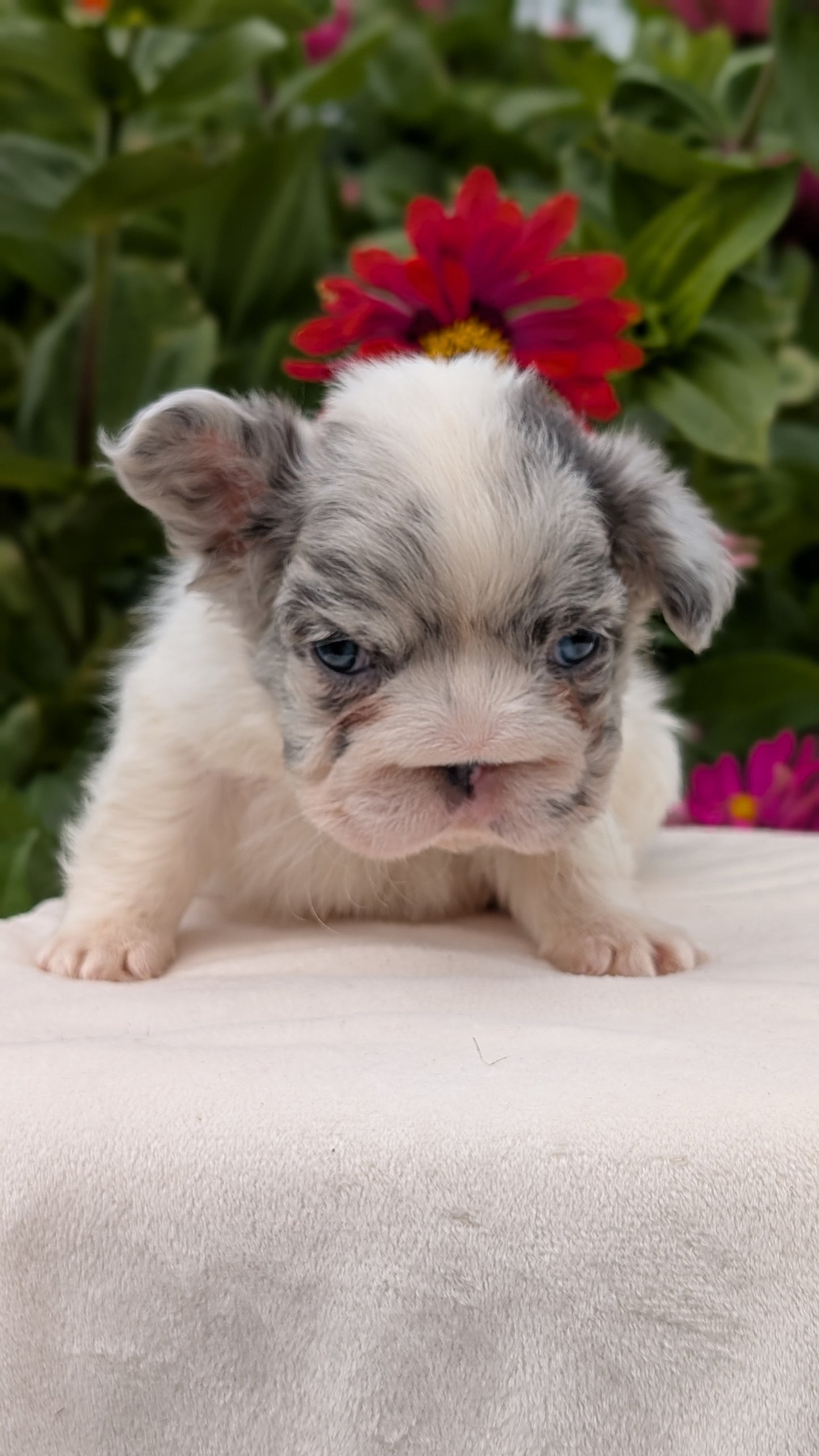 FRENCH BULLDOG (JUN 06) MALES