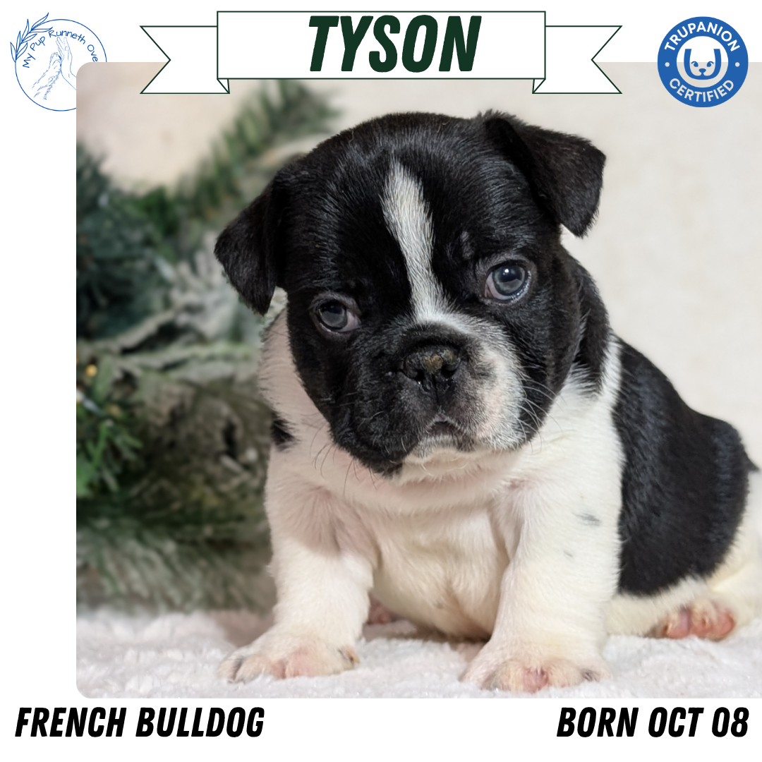 FRENCH BULLDOG (OCT 08) MALES