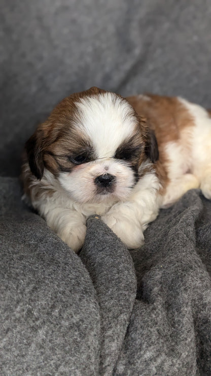 SHIH TZU (10/08) MALE