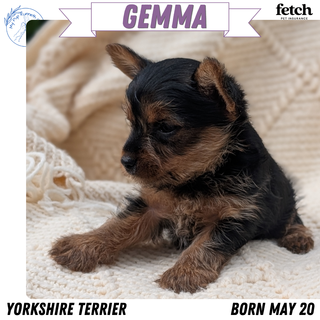 YORKSHIRE TERRIER (MAY 20) FEMALE