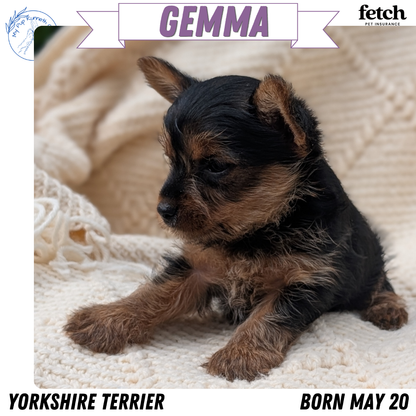 YORKSHIRE TERRIER (MAY 20) FEMALE