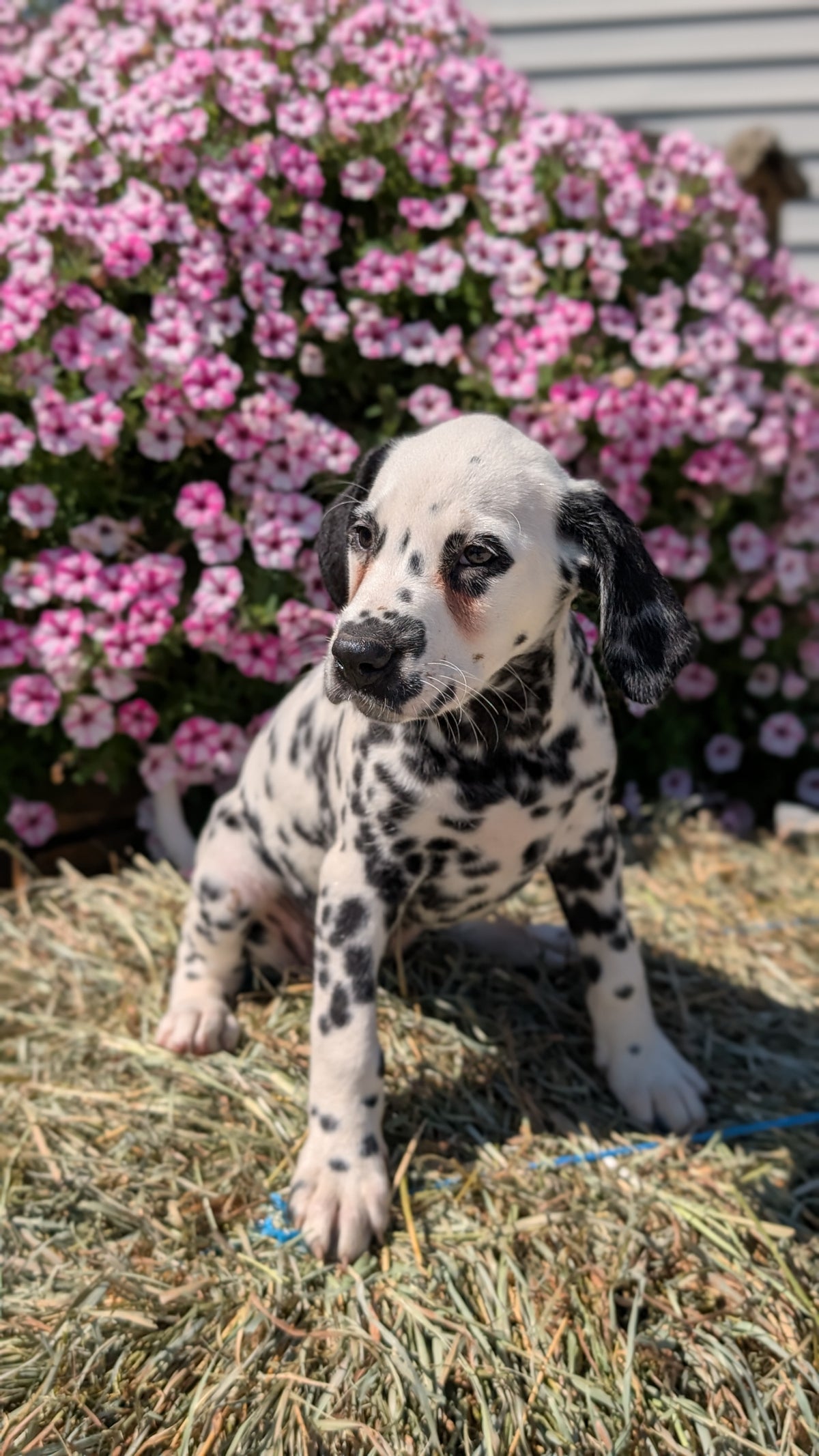 DALMATIAN (JUN 29) FEMALES