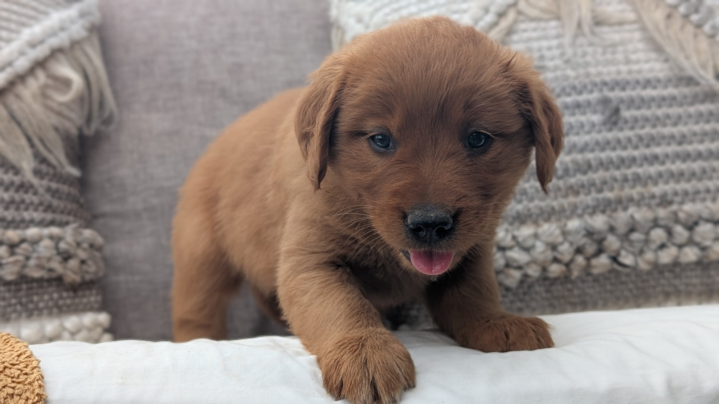 GOLDEN RETRIEVER (JUL 01) FEMALES