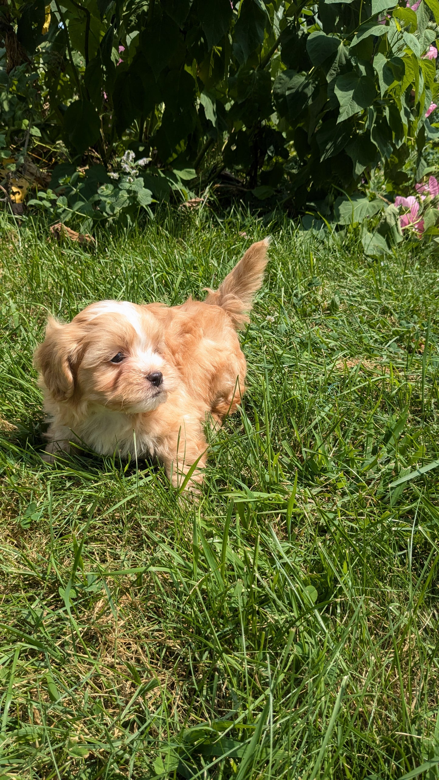 SHIH-POO (06/28) MALE