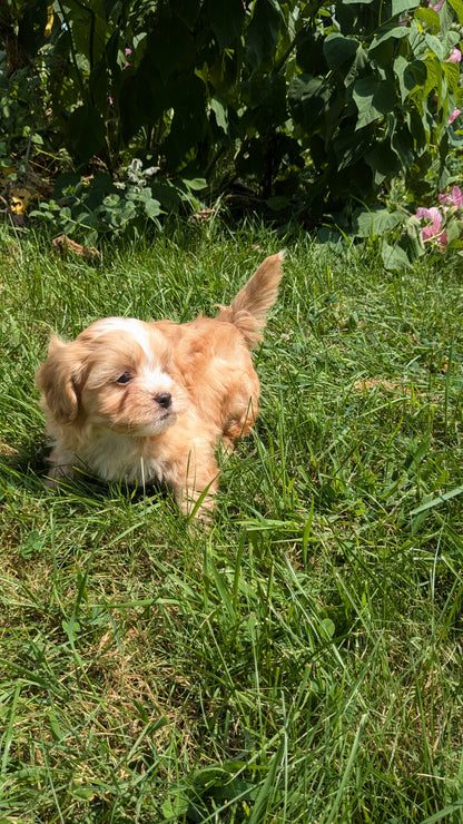 SHIH-POO (06/28) MALE
