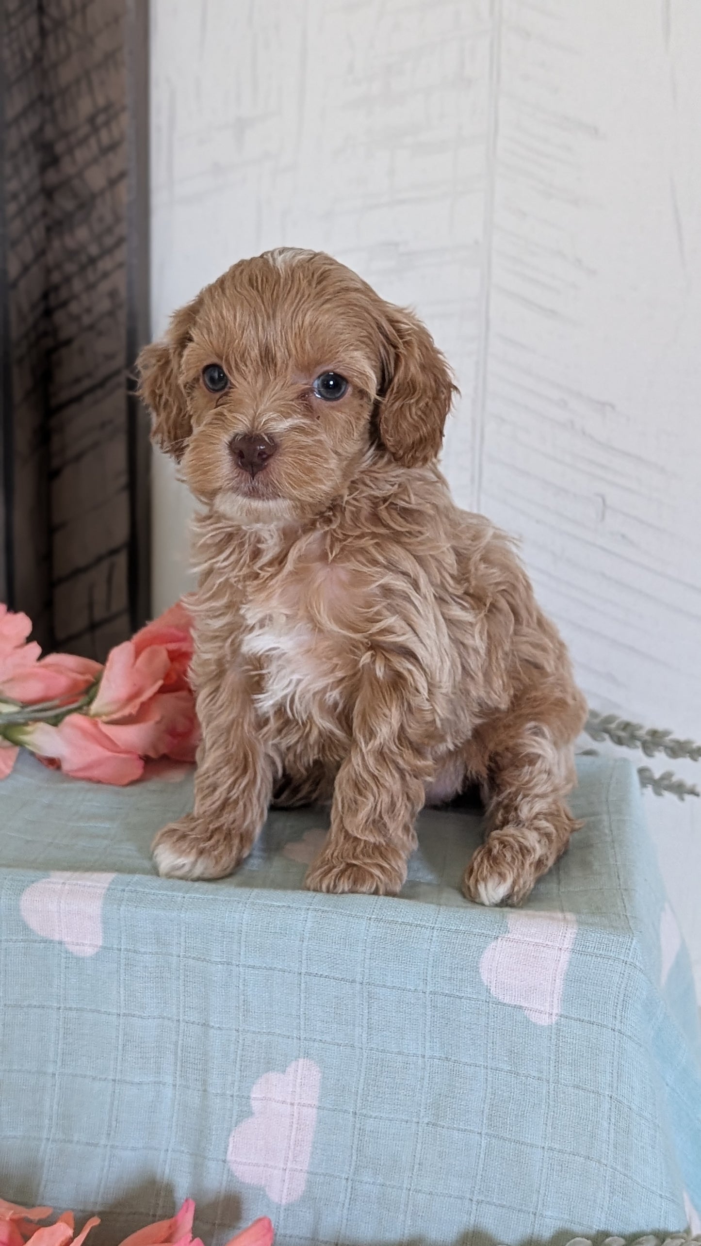 COCKAPOO (FEB 04) FEMALES