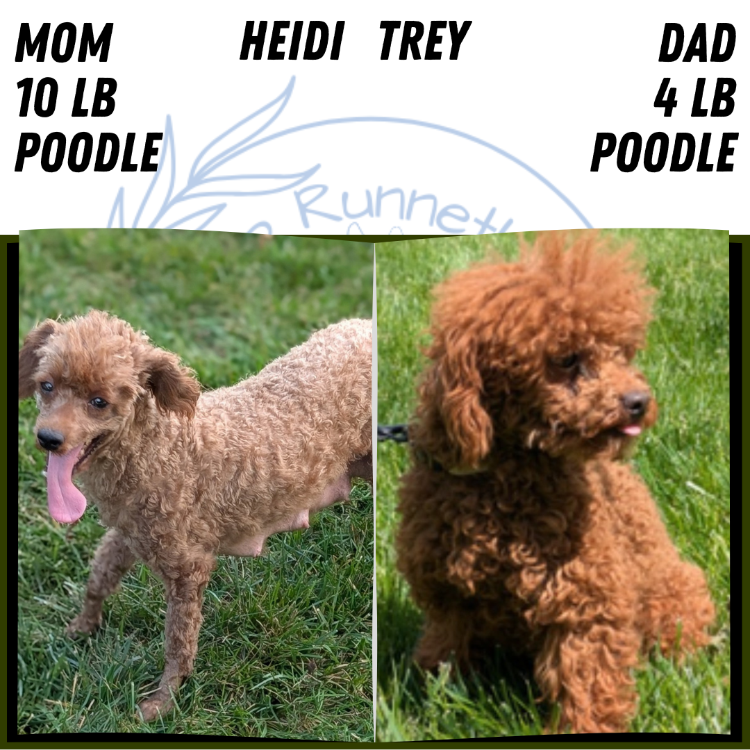 MINI POODLE (MAY 20) FEMALE