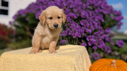 GOLDEN RETRIEVER (08/14) MALE
