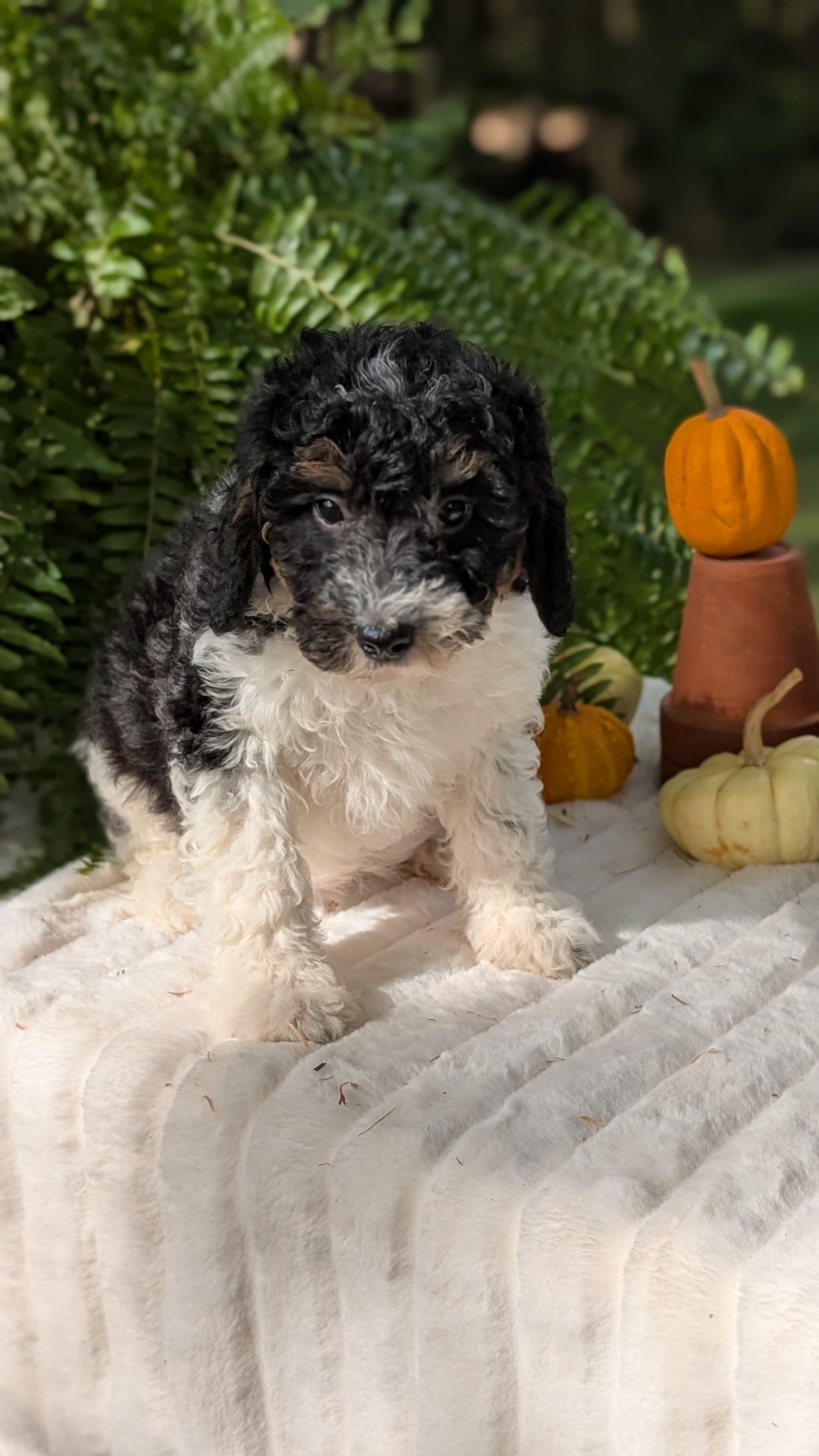 MINI BERNEDOODLE (08/06) FEMALE