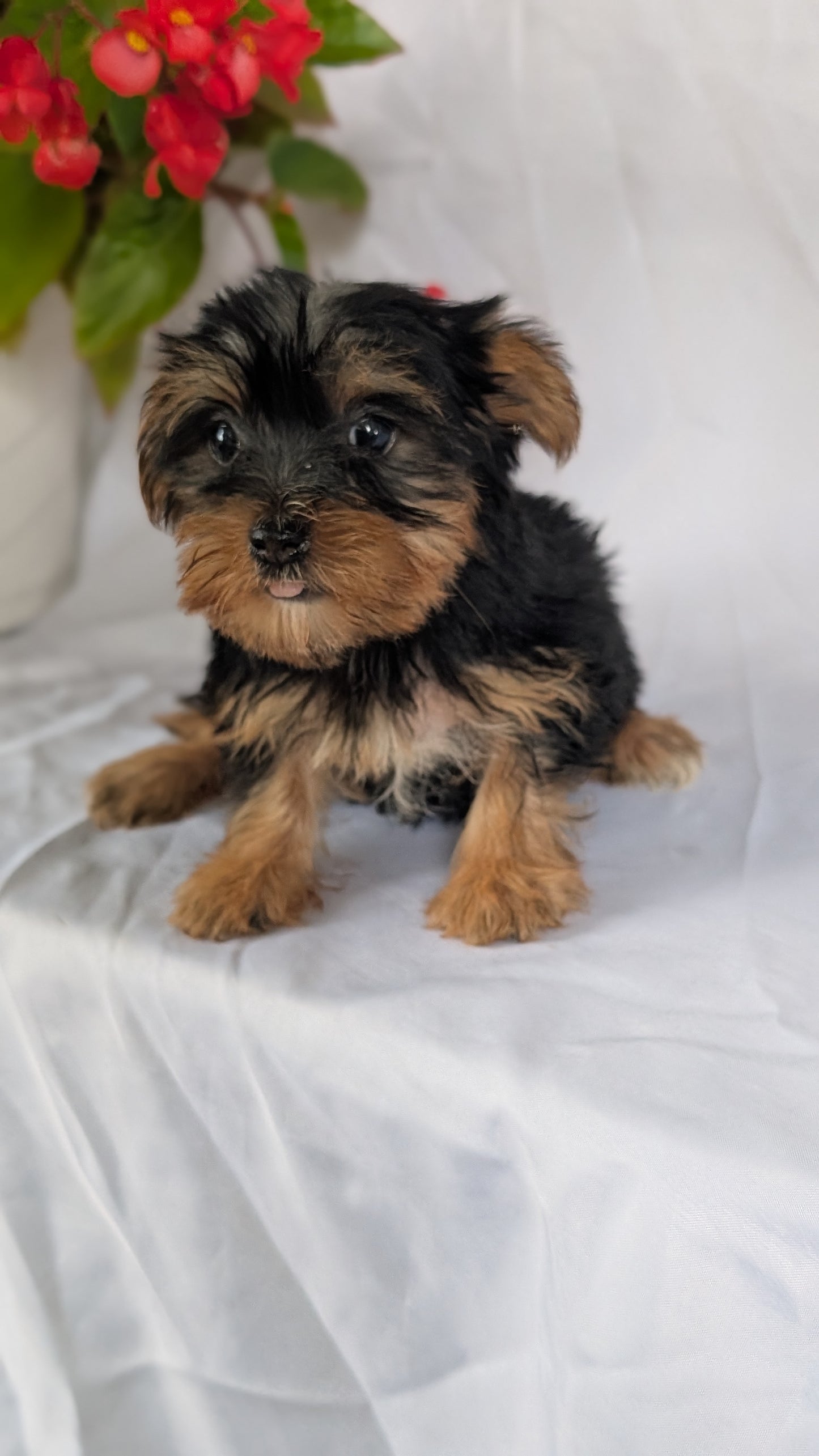 YORKSHIRE TERRIER (06/14) FEMALE