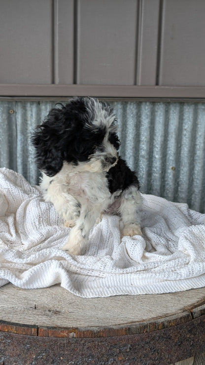 COCKAPOO (MAY 22) MALES