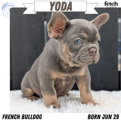 FRENCH BULLDOG (JUN 29) 3 MALES