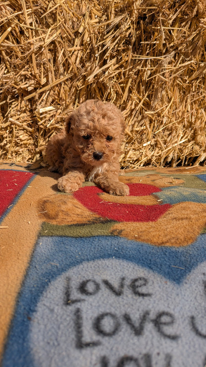 TOY POODLE (02/01) FEMALE