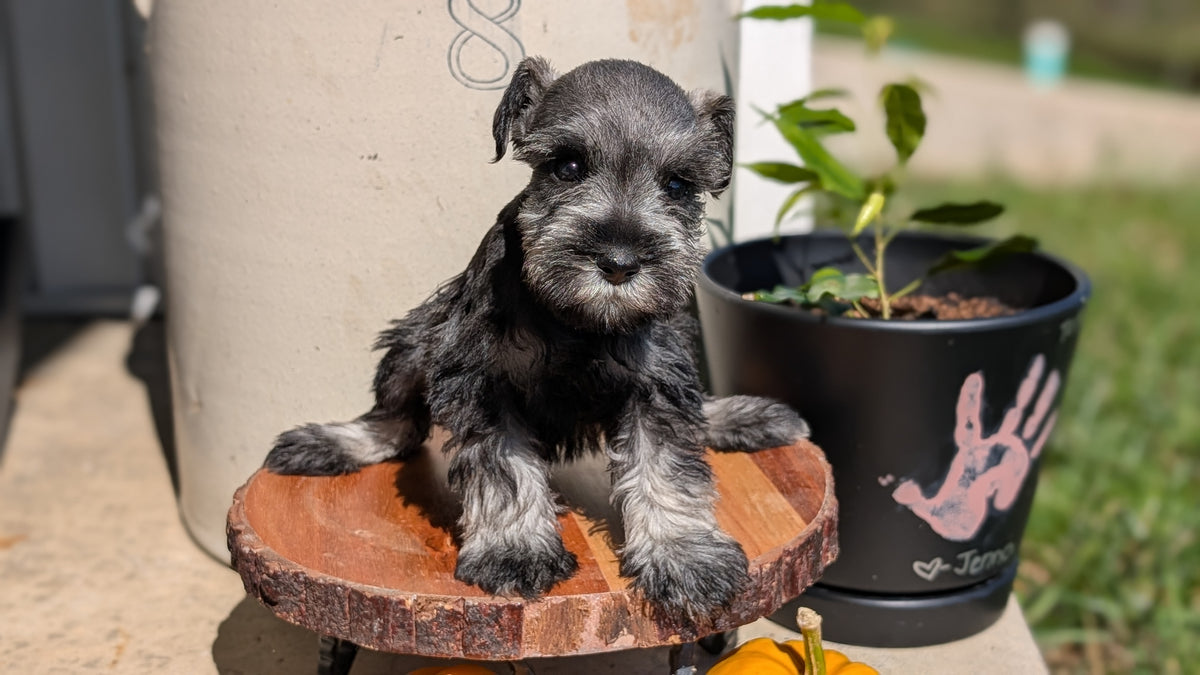MINI SCHNAUZER (AUG 24) 8 FEMALES