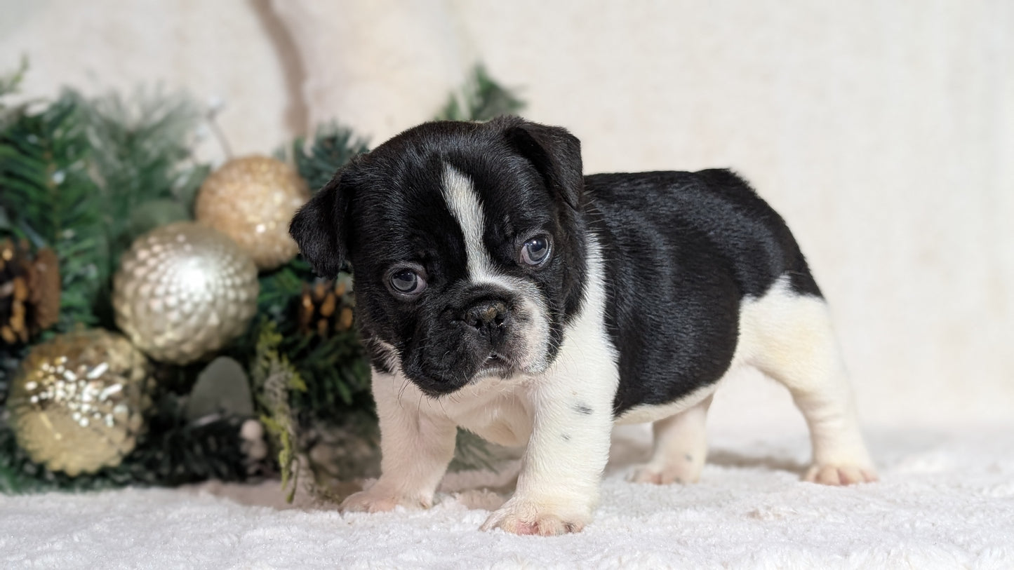 FRENCH BULLDOG (OCT 08) MALES