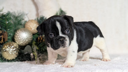 FRENCH BULLDOG (OCT 08) MALES