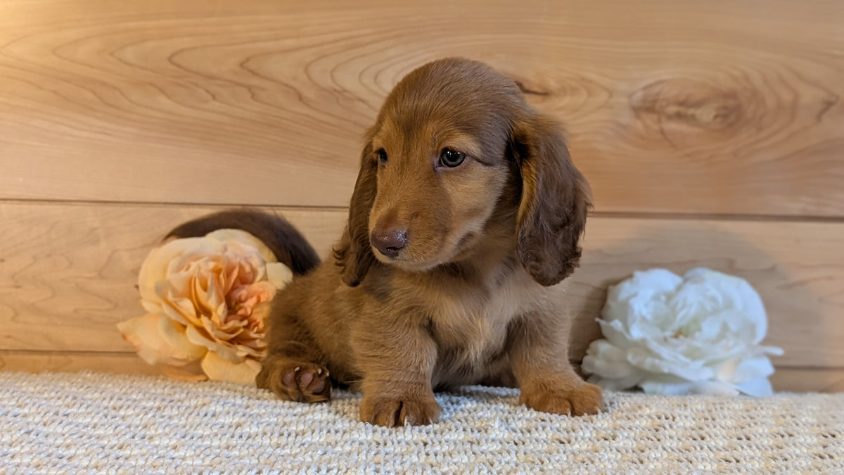 MINI DACHSHUND (JUL 30) 4 MALES/1 FEMALE