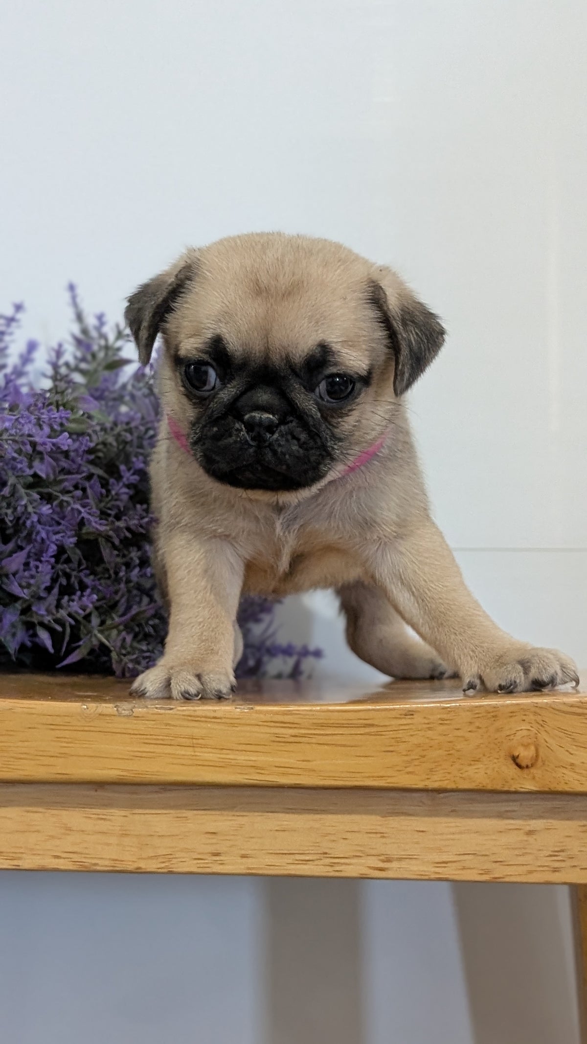 PUG (SEP 12) 4 MALES/1 FEMALE